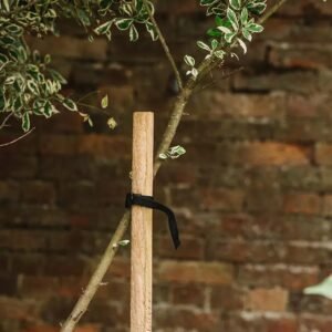 Tree Ties (Polyproplene Belt)
